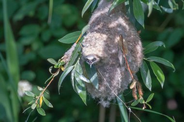 Eurasian Penduline Tit in Nest (Remiz pendulinus)