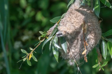 Eurasian Penduline Tit in Nest (Remiz pendulinus)