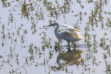 Küçük balıkçıl avı (Egretta garzetta) Beyaz Akbalıkçıl