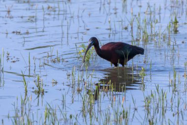 Parlak Ibis (Plegadis falcinellus) Dalgalı Kuş