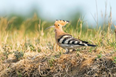Hoopoe, Avrasya Hupoesi (Upupa epops)