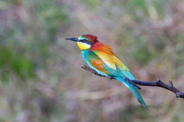 Avrupa Arı Yiyen (Merops Apiaster))