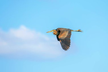 Mavi Gökyüzünde Mor Balıkçıl (Ardea cinerea)