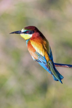 Avrupa Arı Yiyen (Merops Apiaster))