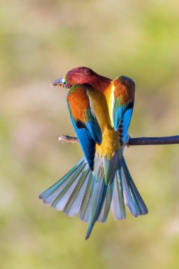 Avrupa Arı Yiyen (Merops Apiaster))