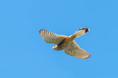 Uçuşta ortak Kerkenez (Falco tinnunculus)