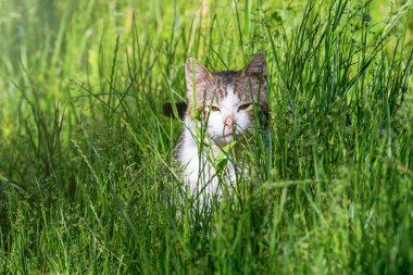 Evcil Kedi Çimende Oynuyor