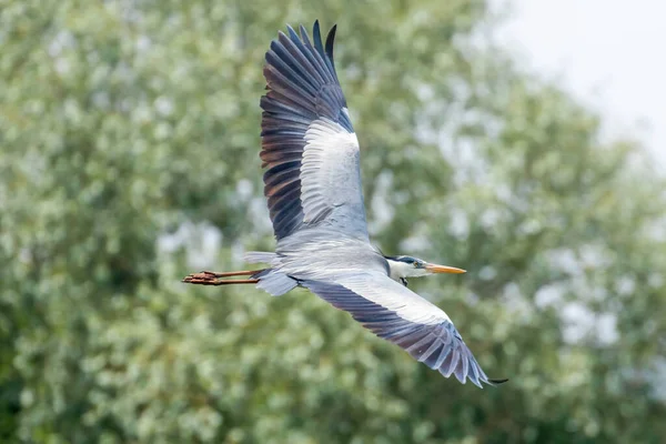 Πτήση Grey Heron Ardea Herodias Γκρι Headed Heron Flying Blue — Φωτογραφία Αρχείου