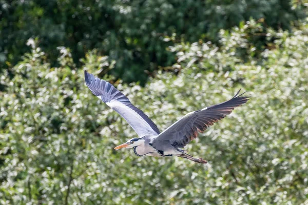 Czapla Szara Lot Ardea Herodias Czapla Szara Latające Błękitne Niebo — Zdjęcie stockowe