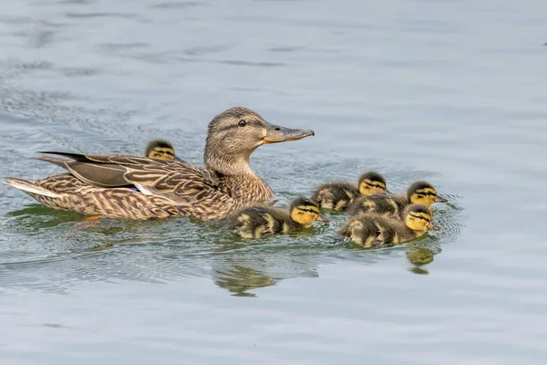 Bing Piscina Mallard Duck Bebês Superfície Água — Fotografia de Stock