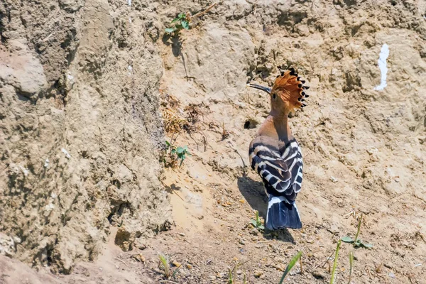 Hoopoe Hoopoe Común Upupa Epops Hoopoe Euroasiático — Foto de Stock