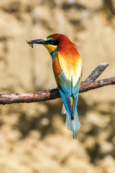 Comedor Europeu Abelhas Merops Apiaster — Fotografia de Stock