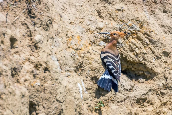 Wiedehopf Gewöhnlicher Wiedehopf Upupa Epops — Stockfoto