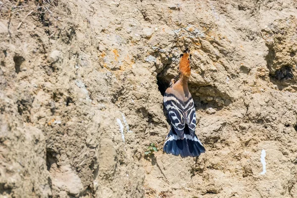 Wiedehopf Gewöhnlicher Wiedehopf Upupa Epops — Stockfoto