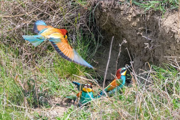 Europäische Bienenfresser Merops Apiaster — Stockfoto