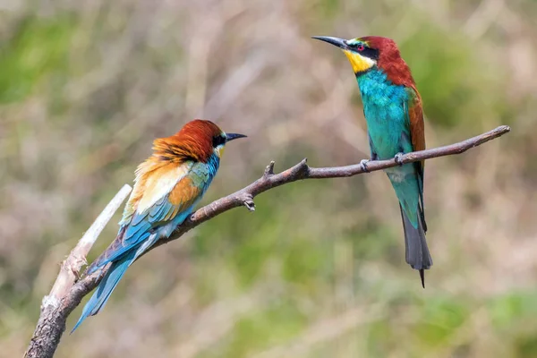 Abeja Europea Merops Apiaster — Foto de Stock