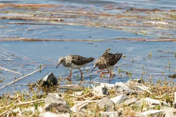 Oiseaux Eau Philomachus Pugnax Ruff Ruff Dans Eau — Photo