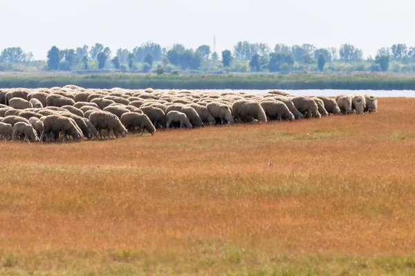 Troupeau Moutons Moutons Sur Terrain — Photo