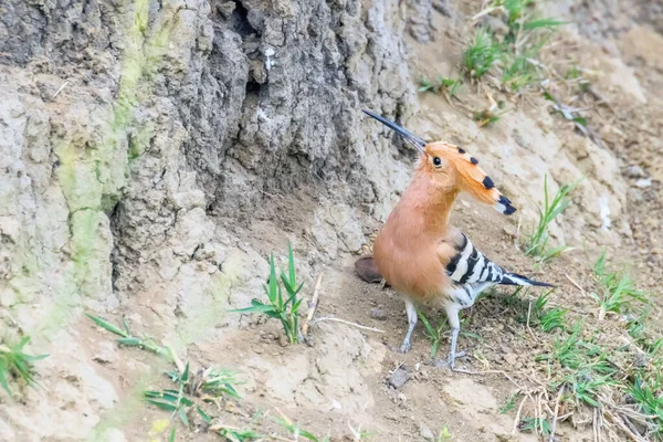 Hoopoe Hoopoe Común Upupa Epops Hoopoe Euroasiático — Foto de Stock