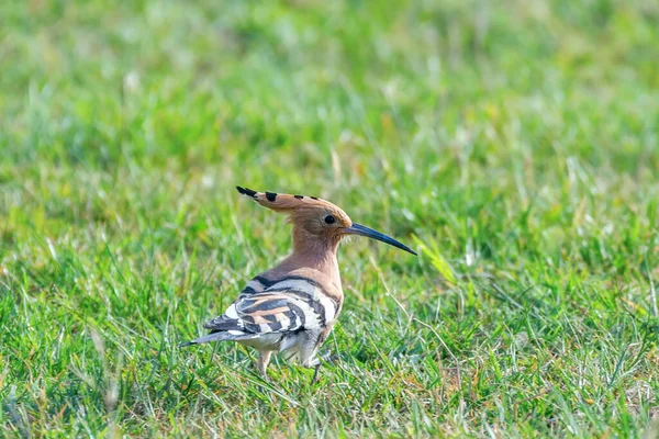 放生会 一般的な放生会 Eurasian Hoopoe — ストック写真