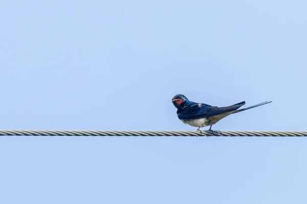 Barn Swallow Wire Hirundo Rustica — Stock fotografie