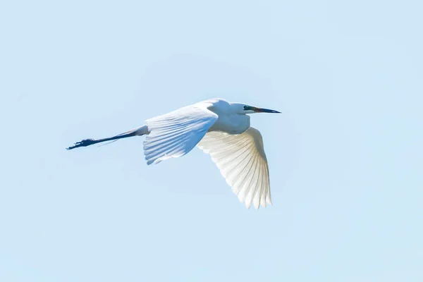Great Egret Flying Ardea Alba Cielo Despejado — Foto de Stock