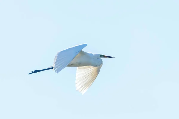 Great Egret Flying Ardea Alba Clear Sky — Stock Photo, Image