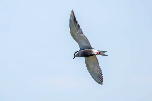 Bajszos Réce Repülés Közben Chlidonias Hybridus — Stock Fotó