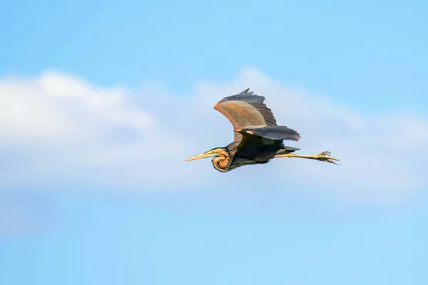 Garça Roxa Voo Céu Azul Ardea Cinerea — Fotografia de Stock