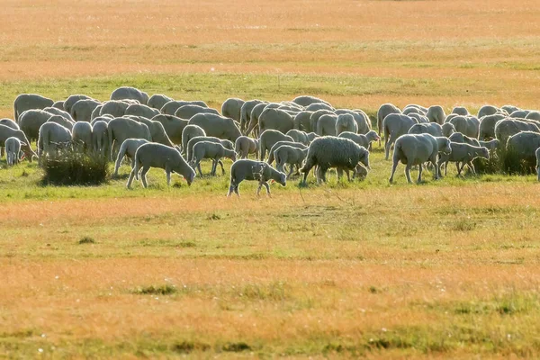 Troupeau Moutons Moutons Sur Terrain — Photo