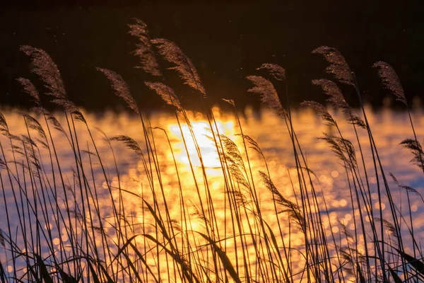 Suchy Reed Pochyla Się Nad Wodą Zachód Słońca Nad Rzeką — Zdjęcie stockowe