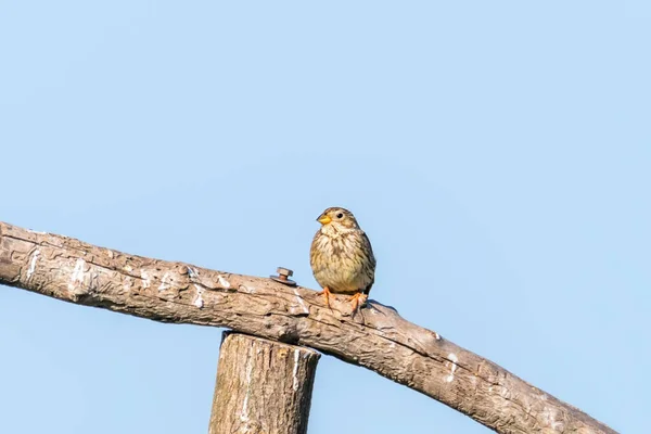 Die Kornammer Miliaria Calandra — Stockfoto