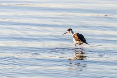 Sudaki Kara Kanatlı Stilt (Himantopus himantopus) Wader Bird Stilt
