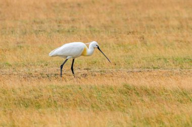 Avrasya Kaşığı Tasarısı (Platalea lucorodia) Yaygın Kaşık Faturası