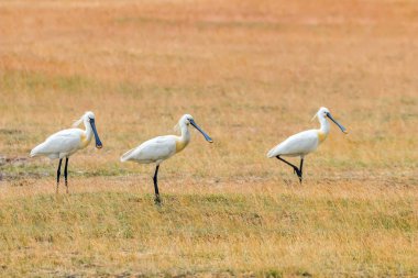 Avrasya Kaşıkları (Platalea lökosorodia) Yaygın Kaşıklar