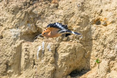 Hoopoe, Yaygın Hoopoe Uçuyor (Upupa epops) Avrasyalı Hoopoe