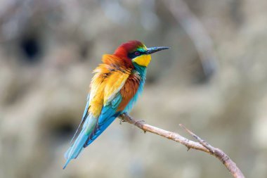 Avrupa Arı Yiyen (Merops Apiaster))