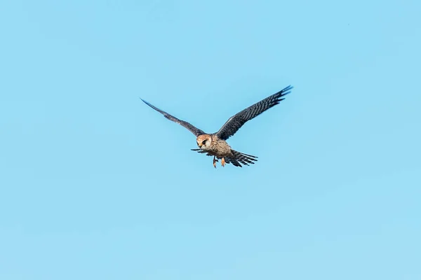 Falcon Pie Rojo Vuelo Falco Vespertinus — Foto de Stock