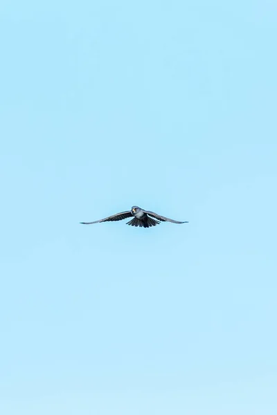 Red Footed Falcon Flight Falco Vespertinus — Stock Photo, Image