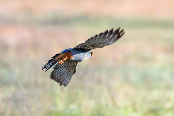 Falcon Pie Rojo Vuelo Falco Vespertinus — Foto de Stock