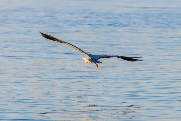 Szürke Heron Flight Ardea Herodias Szürke Fejű Heron Repülő — Stock Fotó