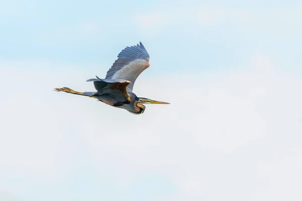 Garça Roxa Voo Céu Azul Ardea Cinerea — Fotografia de Stock