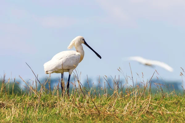 Espátula Euroasiática Platalea Leucorodia Espátula Común — Foto de Stock