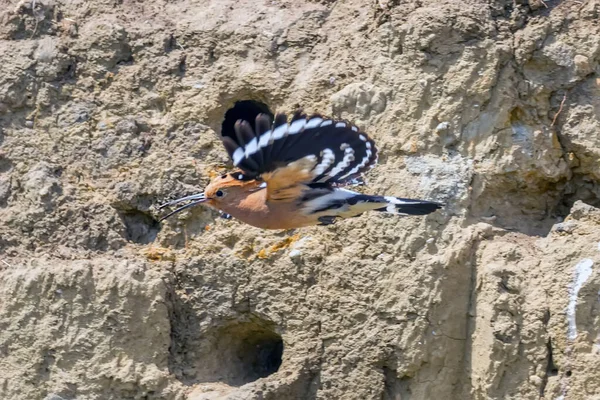 Hoopoe Hoopoe Común Vuelo Upupa Epops Hoopoe Euroasiático — Foto de Stock