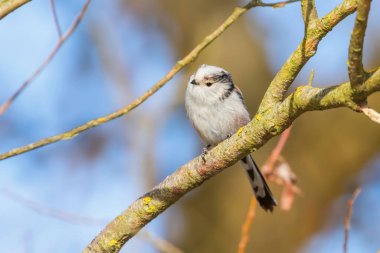 Uzun kuyruklu baştankara dalı (Bayağı uzunkuyruk) üzerinde küçük sevimli kuş