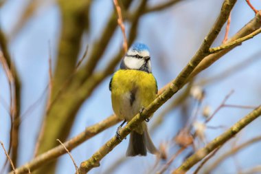 Mavi baştankara şube, Avrasya mavi baştankara, (Cyanistes caeruleus) küçük sevimli kuş