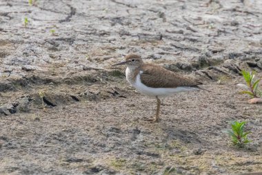 Su Kuşu Sandpiper, Yaygın Çulluk (Actitis hypoleucos)
