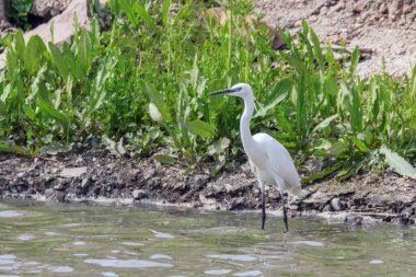 Küçük balıkçıl avı (Egretta garzetta) Beyaz Akbalıkçıl