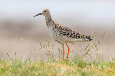 Ruff Kuşu (Philomachus pugnax) Ruff Wader Kuşu