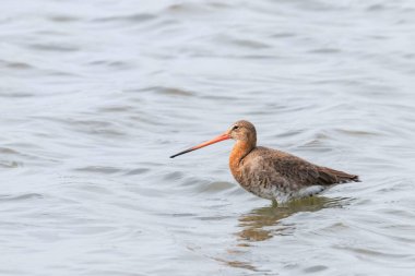 Kara Kuyruklu Godwit (Limosa limozası) Sığ suda Av Avcısı